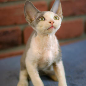 Devon Rex
