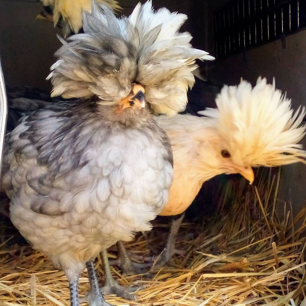 Thumbnail: Assorted Polish Hatching Eggs