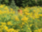 Hive within Goldenrod
