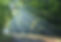 Forest_edited.jpg