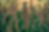 pexels-ranjeet-chauhan-485922-16977456.jpg