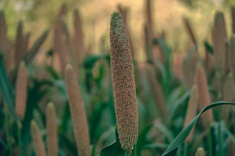Millets: The Superfood Revolutionizing Diets Worldwide