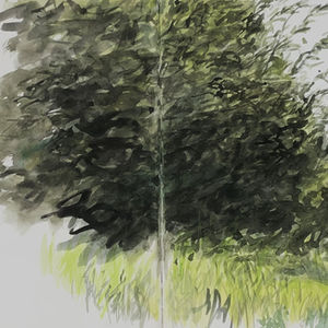 Chevreuils, Forêt d'Orleans