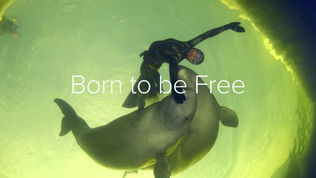 Born to Be Free (2016)