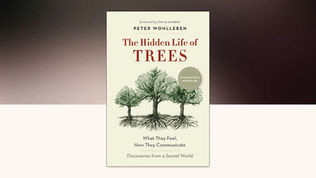 The Hidden Life of Trees
