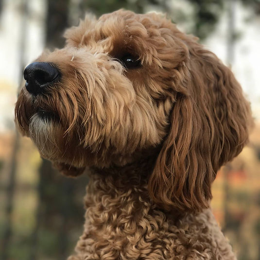 Lady Rose of Narnia, mini goldendoodle