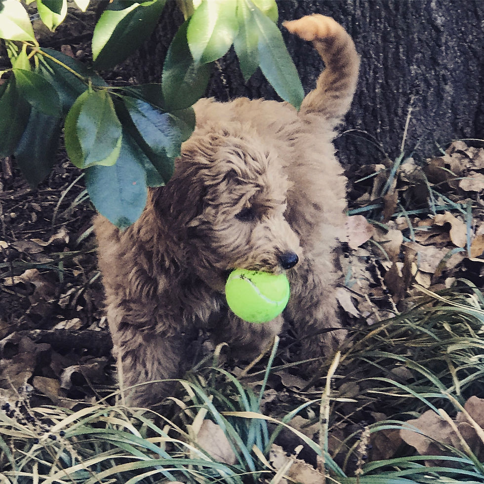 Fetch!
