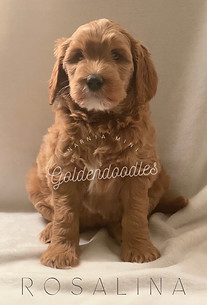 Rosalina 6 wks.jpg
