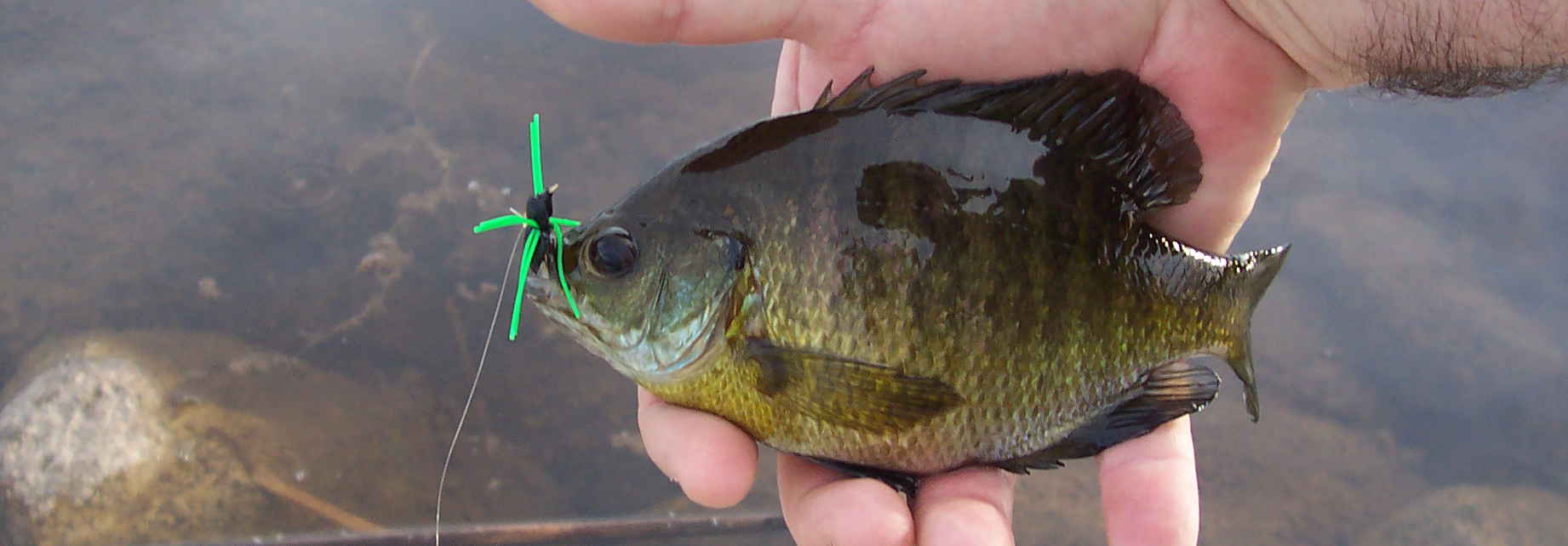 aguabonita-flyfishers-ridgecrest-california-fly-fishing-eastern