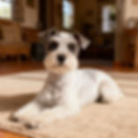 Cooper (Little Blue) Our Dogs 7.png