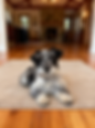 Naomi Our Dogs 2.png