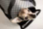 VIP Puppy Transportation - Pawsitively Safe VIP