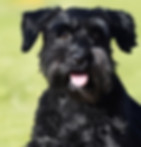Zuri_edited.jpg