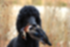 Hunting Poodle