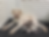 Harpers Litter.png