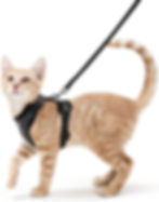 Rabbitgoo Cat Harness & Leash.jpg