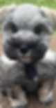 Schnauzer Puppy Grey.jpg
