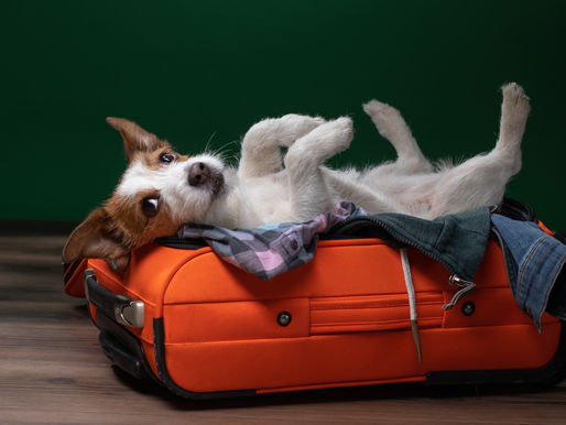 🐾 5 Dangerous Pet Travel Habits to Avoid (And What to Do Instead)