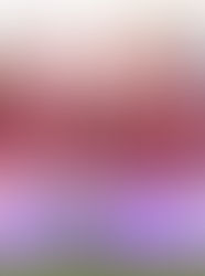 Inter Miami CF 2-2 Austin FC