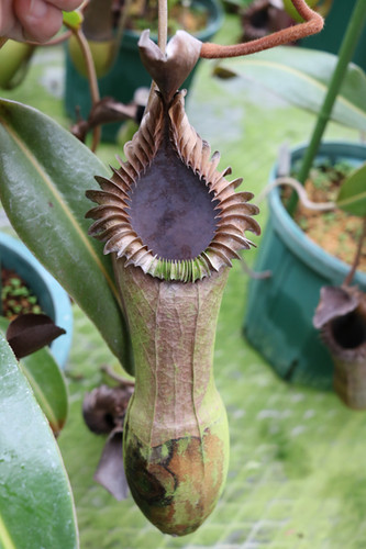 Nepenthes edwardsiana yellow porling ranau ＃48 female