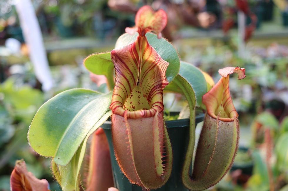 サムネイル： N.edwardsiana #51 yellow Porling Ranau x veitchii bario y's