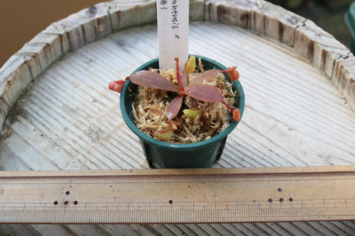 BE-3651 N.palawanensis x hurrelliana#1 | ヒーローズピッチャープランツ