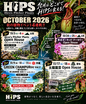Nepenthes Original Hybrid | ヒーローズピッチャープランツ