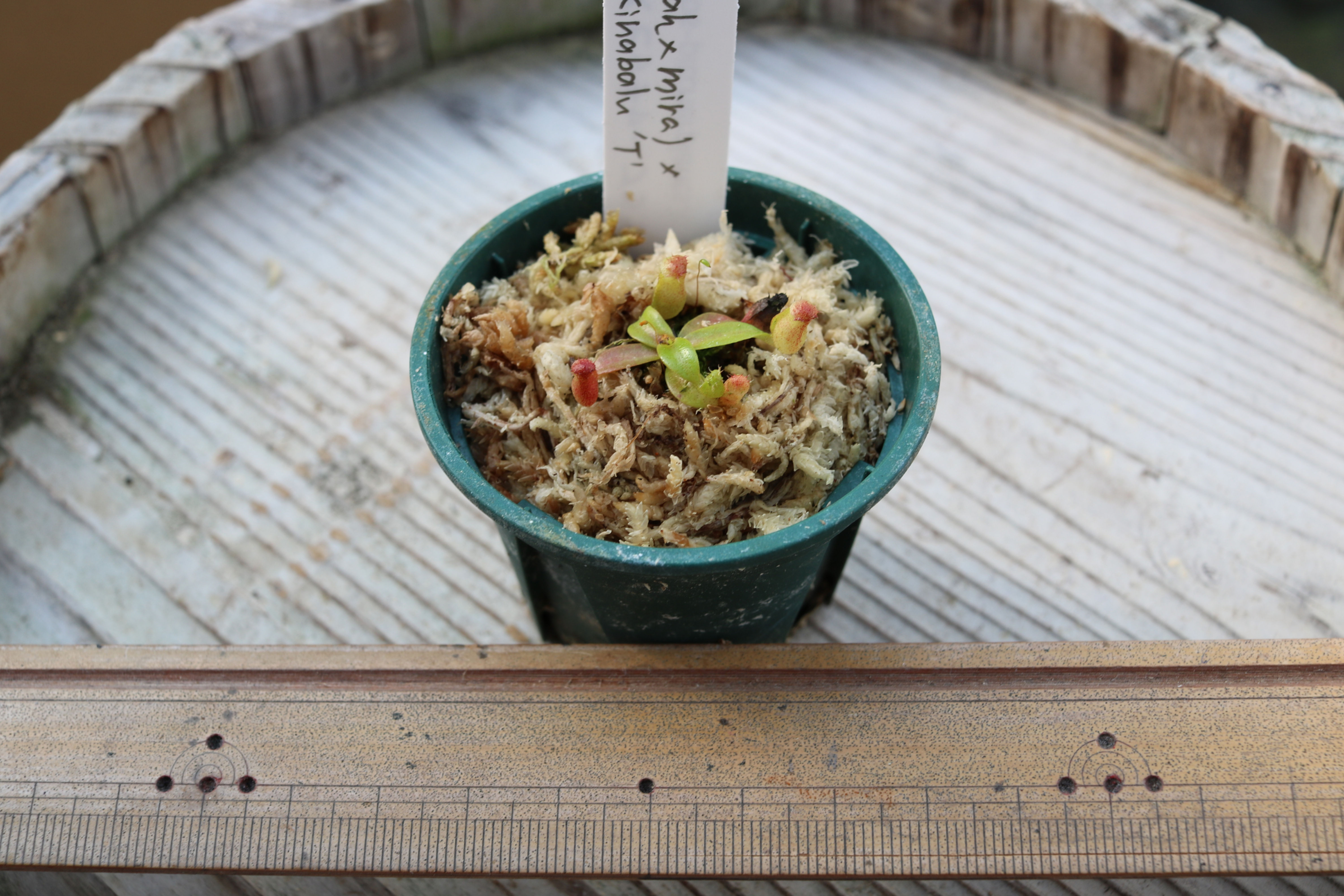 BE-3518 N.(rajah x mira) x edwardsiana Kinabalu'T'