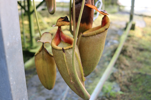 NE32C N.veitchii bareo x BE-3123 N.mira | ヒーローズピッチャープランツ