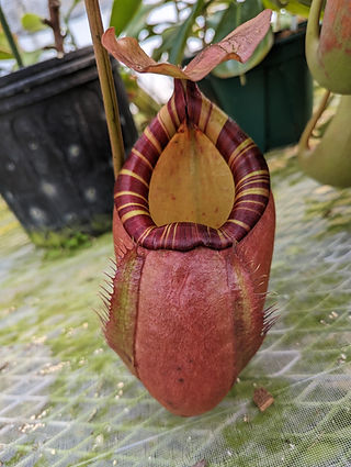 食虫植物 | ヒーローズピッチャープランツ | 北杜市