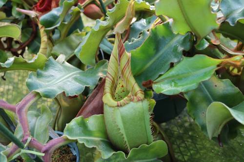 BE-3646 N.veitchii bario Seed Grown x N.edwardsiana Kunabalu'T