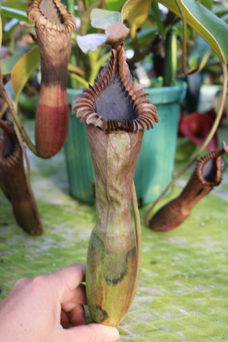 EPS-1-09-1 N.truncata( e) red x red x edwardsiana Tambuuyukon #14