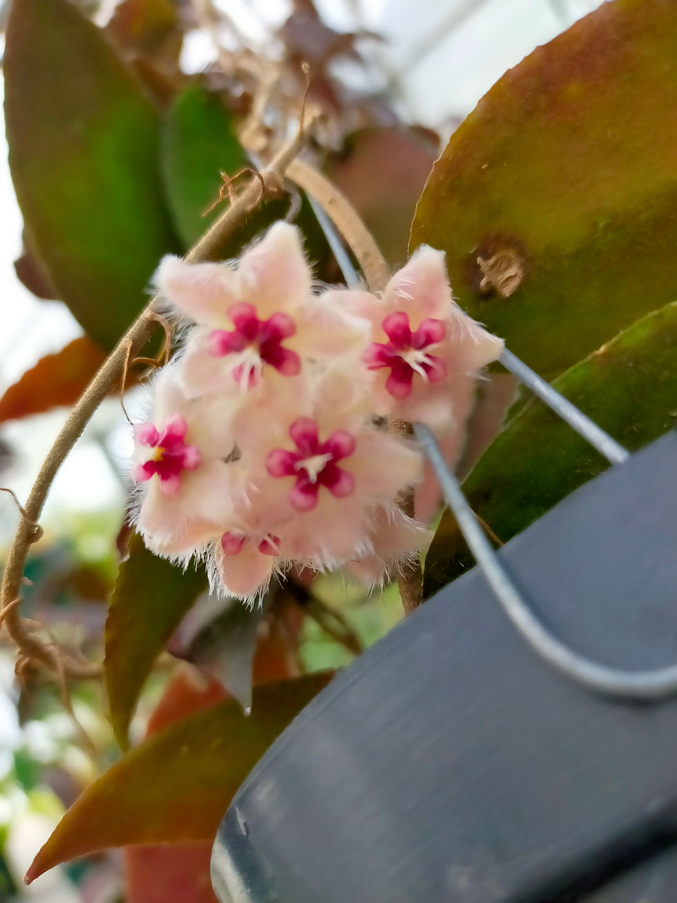 サムネイル： Hoya caudata