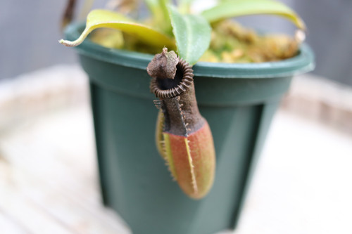Nepenthes edwardsiana yellow porling ranau ＃48 female