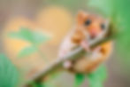Little hazel dormouse climb the twigs in nature. Muscardinus avellanarius - Endangered ani