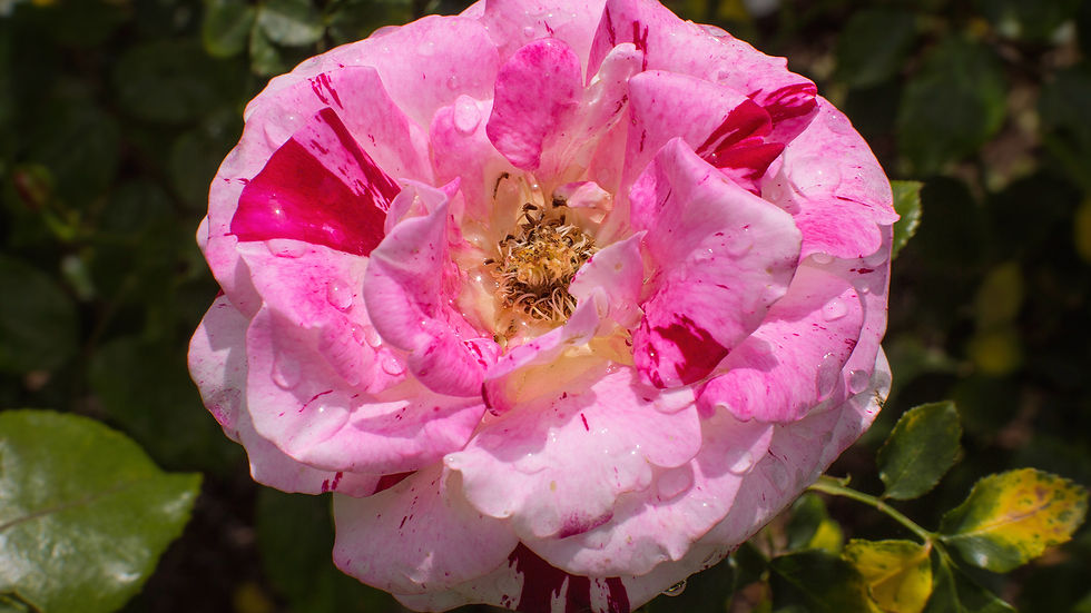 Morning Flowers Catalog