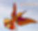Le colibri de Talya en verres orangés
