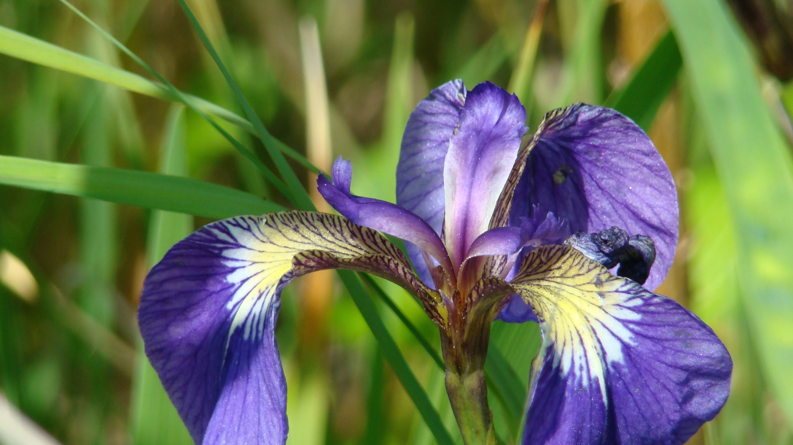 Ouzinkie Native Corporation Alaska ONC Scholarships