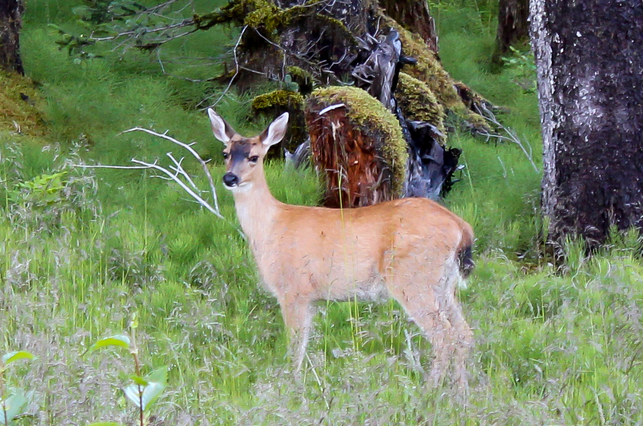 Ouzinkie Native Corporation Alaska ONC Scholarships