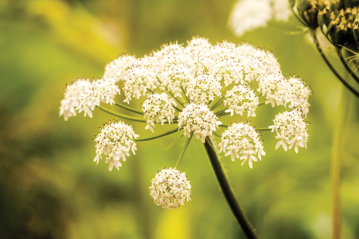 Ouzinkie Native Corporation Alaska ONC Scholarships