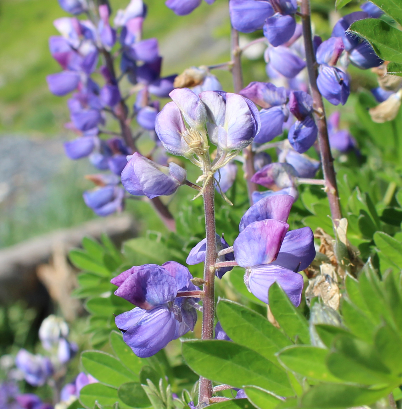 Ouzinkie Native Corporation Alaska ONC Scholarships