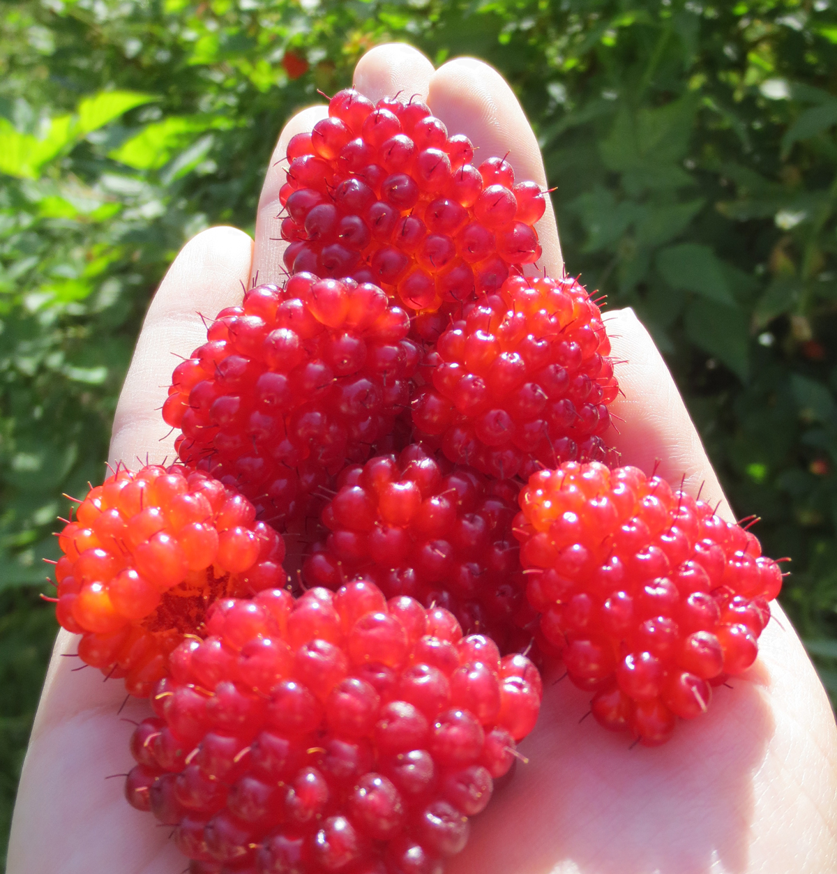 Ouzinkie Native Corporation Alaska ONC Scholarships