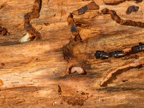 How To Deal with Termites in Wood
