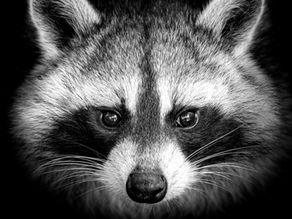 How To Get Rid Of Raccoons in Backyards