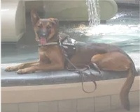 Make a Donation Service Dog