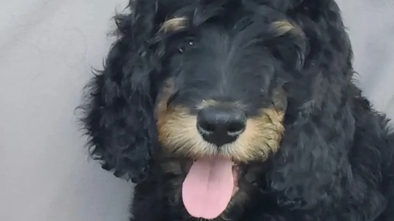 Meet Katie and Remy