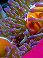 1233323-Tropical-Fish-Aquarium-Backgroun