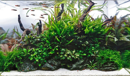 Basics of fresh water planted aquarium