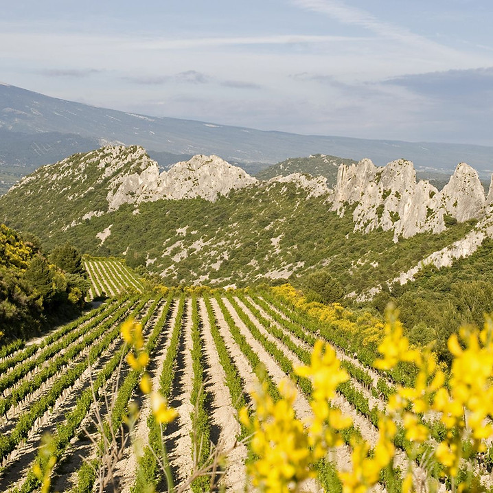 Domaines Mourier Galets Pourpres parcelle Gigondas Les Fétoules