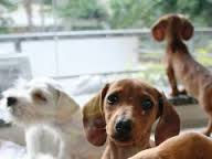 cachorrinho triste